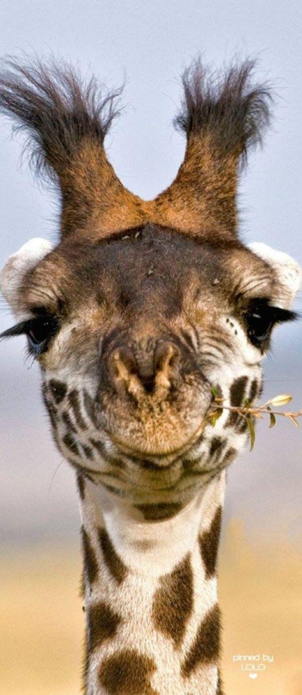 点击大图看下一张：动物图片长颈鹿