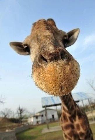 点击大图看下一张：动物图片长颈鹿