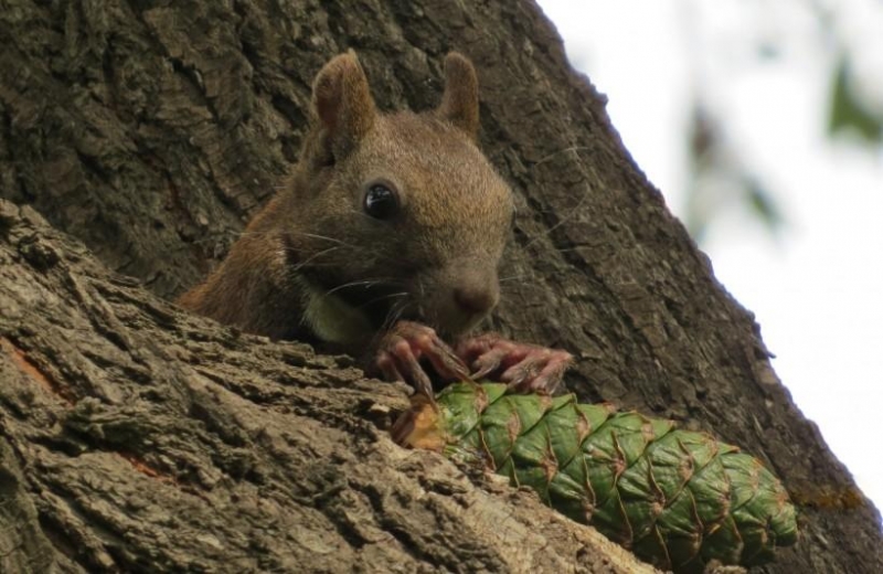点击大图看下一张：灰松鼠图片