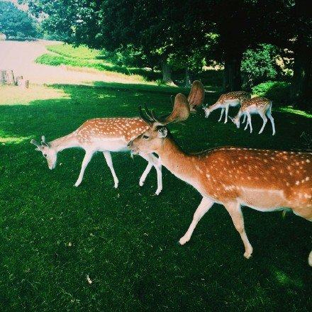 点击大图看下一张：森林清新的小鹿图片