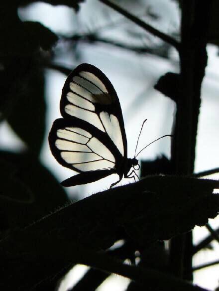 点击大图看下一张：透翅蝶Greta Oto图片