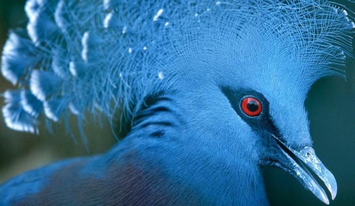 点击大图看下一张：维多利亚冠鸠图片