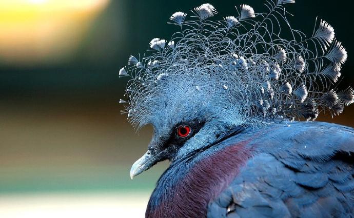 点击大图看下一张：维多利亚冠鸠图片