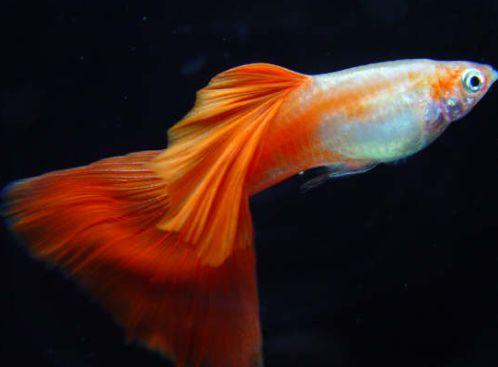 点击大图看下一张：珍贵品种孔雀鱼图片