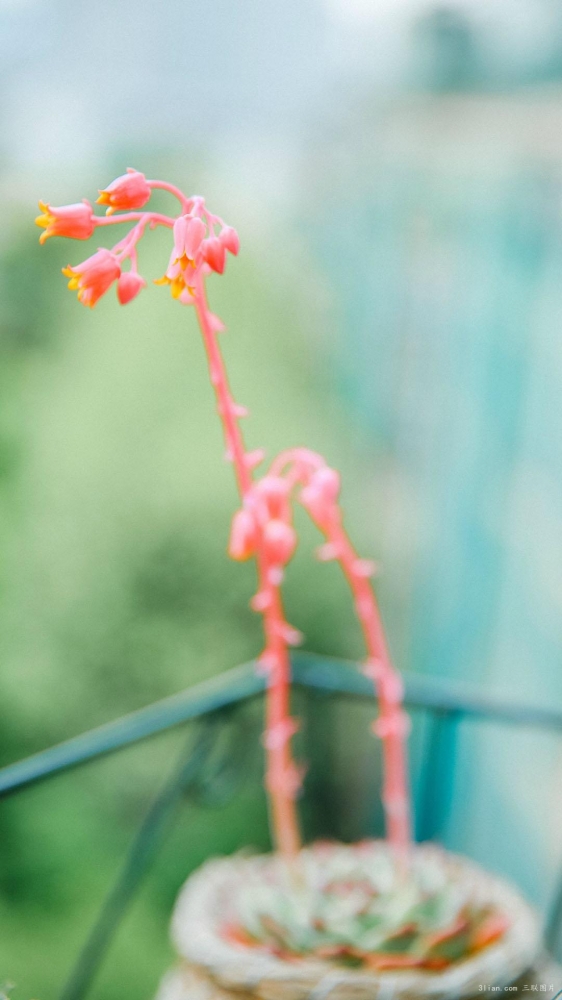点击大图看下一张：多肉植物清新绿色护眼图片