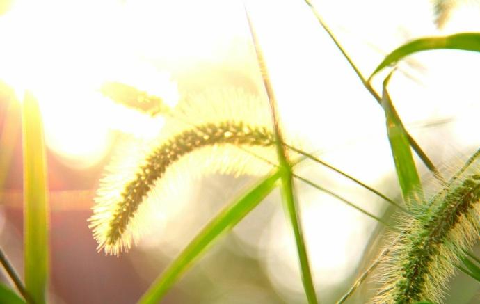 点击大图看下一张:狗尾巴草植物美景图片