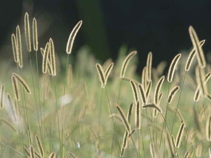 点击大图看下一张：狗尾巴草植物美景图片
