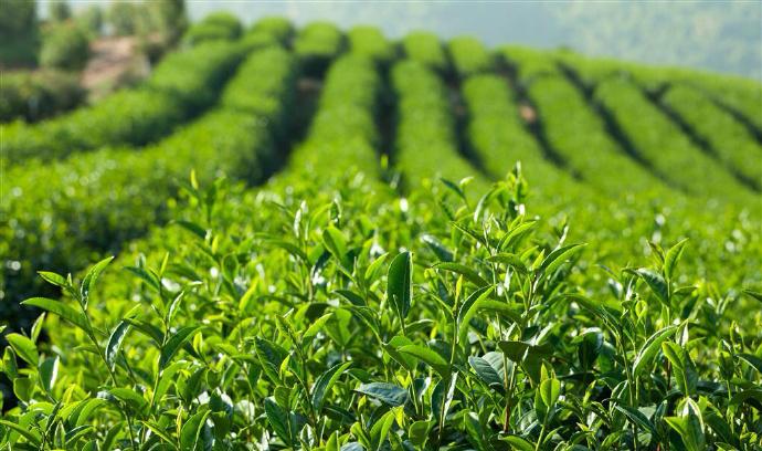 点击大图看下一张：绿色清新茶叶图片