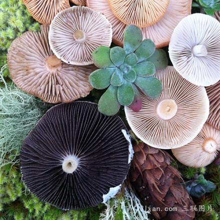点击大图看下一张：蘑菇之花图片