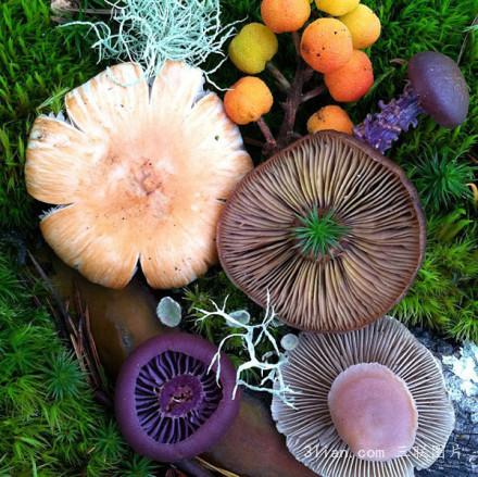 点击大图看下一张：蘑菇之花图片