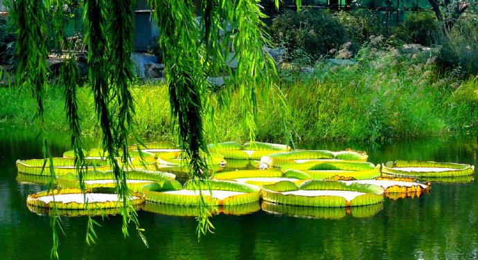 点击大图看下一张：玉盘王莲图片