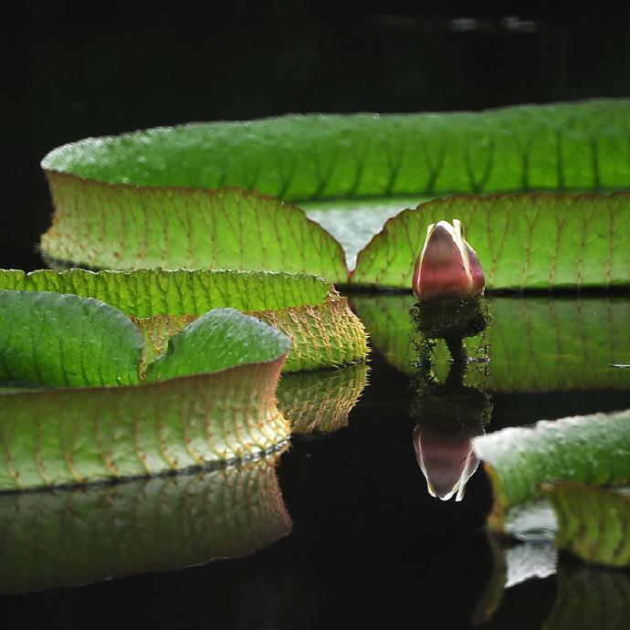 点击大图看下一张：玉盘王莲图片