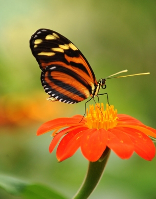 点击大图看下一张：花朵上的蝴蝶图片
