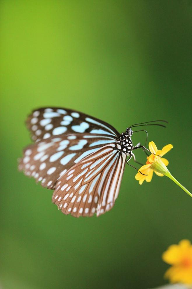 点击大图看下一张：花朵上的蝴蝶图片