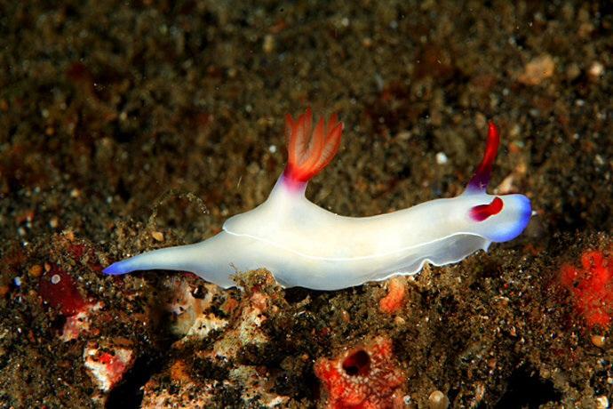 点击大图看下一张:可爱的海兔图片