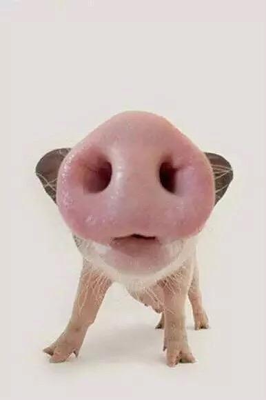 点击大图看下一张：可爱的小猪猪图片