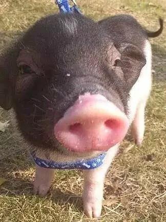 点击大图看下一张：可爱的小猪猪图片