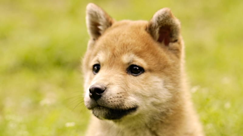 点击大图看下一张：秋田犬可爱图片
