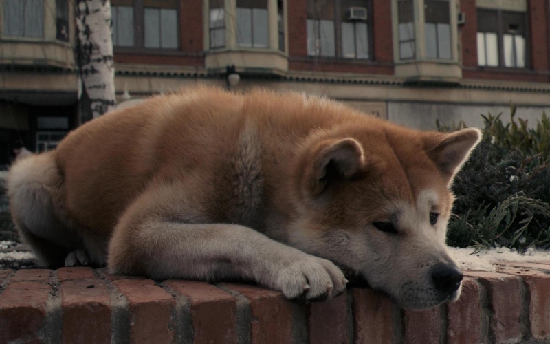 点击大图看下一张：秋田犬可爱图片