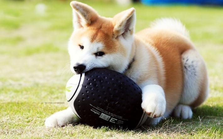 点击大图看下一张：秋田犬可爱图片