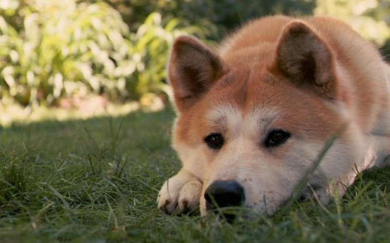 点击大图看下一张：秋田犬可爱图片