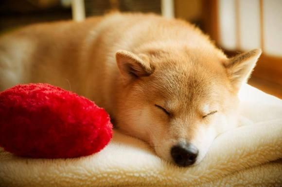 点击大图看下一张：秋田犬可爱图片