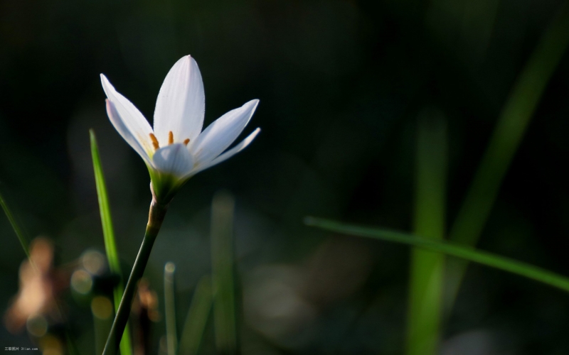 点击大图看下一张：白色葱兰花植物图片