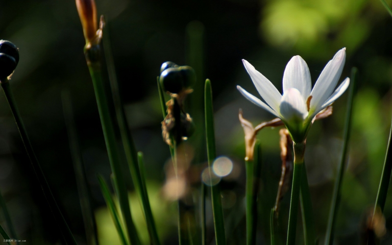 点击大图看下一张:白色葱兰花植物图片