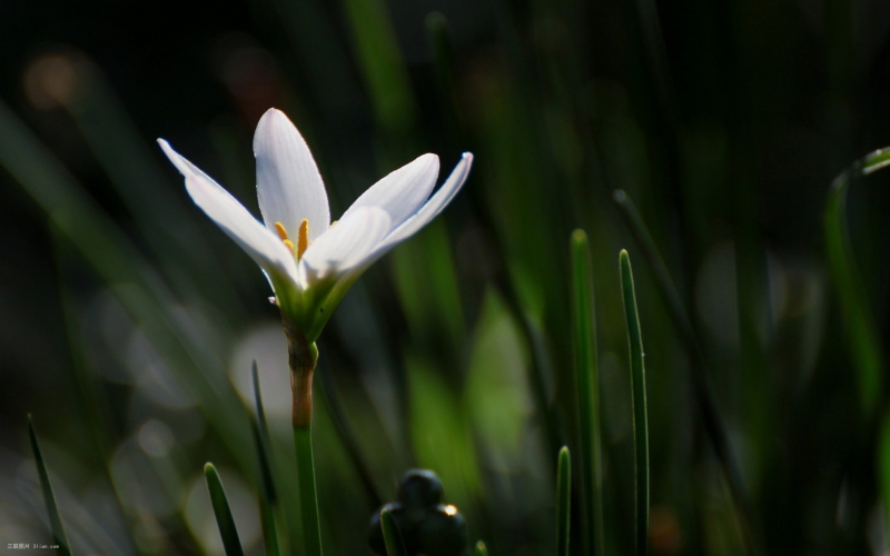 点击大图看下一张：白色葱兰花植物图片