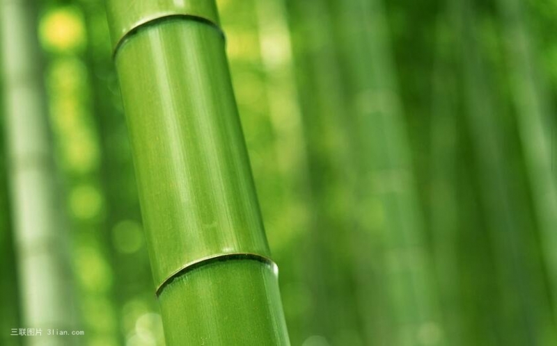 点击大图看下一张：春天绿色竹林图片