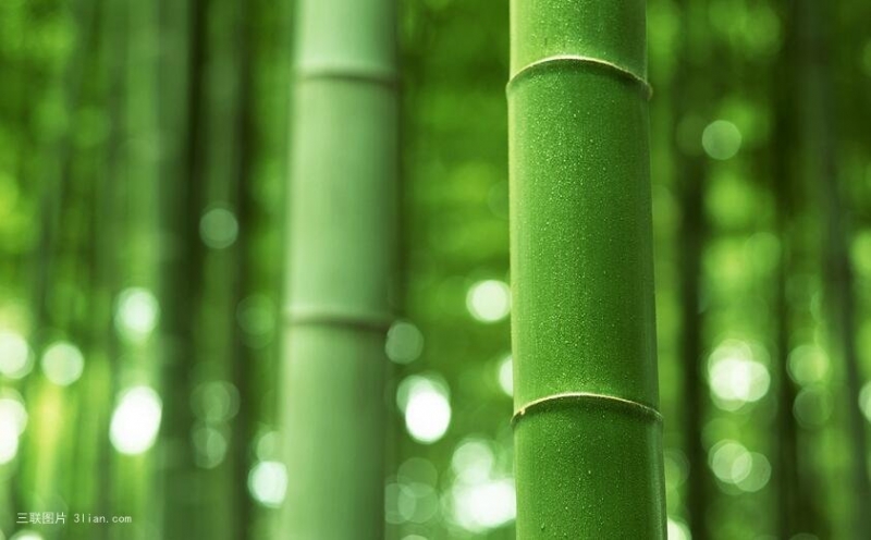 点击大图看下一张：春天绿色竹林图片