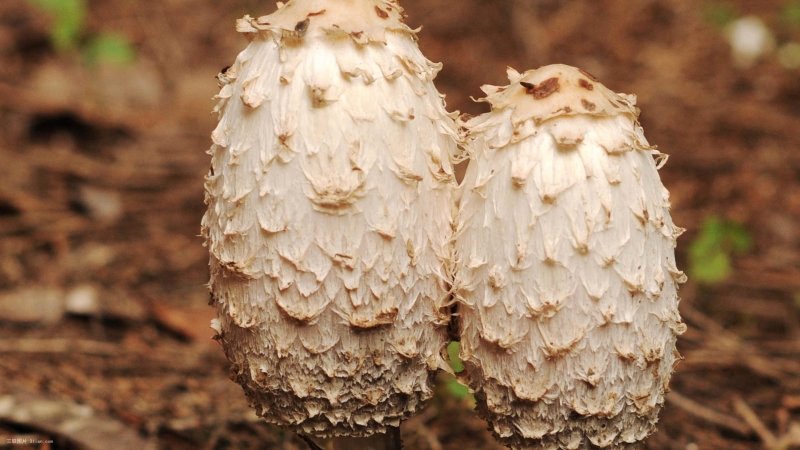 点击大图看下一张：森林小清新蘑菇图片