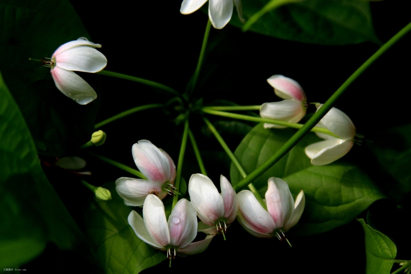 点击大图看下一张：使君子花植物图片