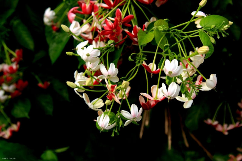 点击大图看下一张：使君子花植物图片