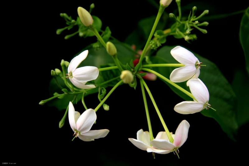 点击大图看下一张：使君子花植物图片