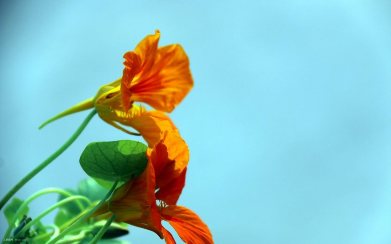 点击大图看下一张：唯美摄影旱金莲花卉图片