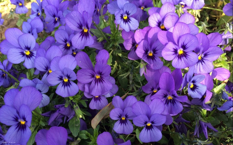 点击大图看下一张：紫色清新三色堇绽放图片