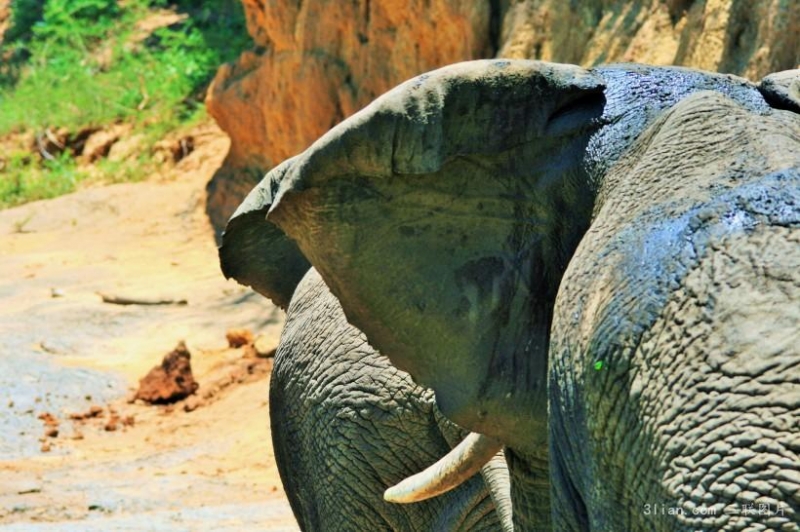 点击大图看下一张：非洲大象森林动物图片