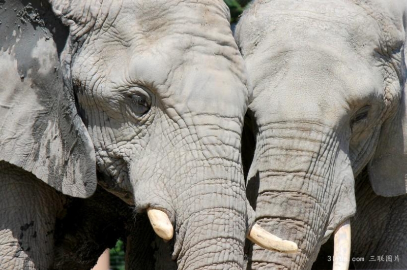 点击大图看下一张：非洲大象森林动物图片