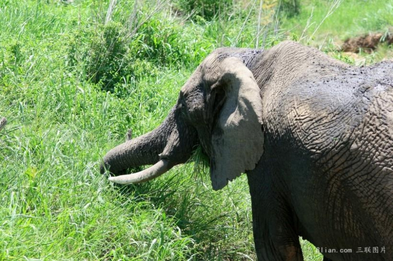 点击大图看下一张:非洲大象森林动物图片