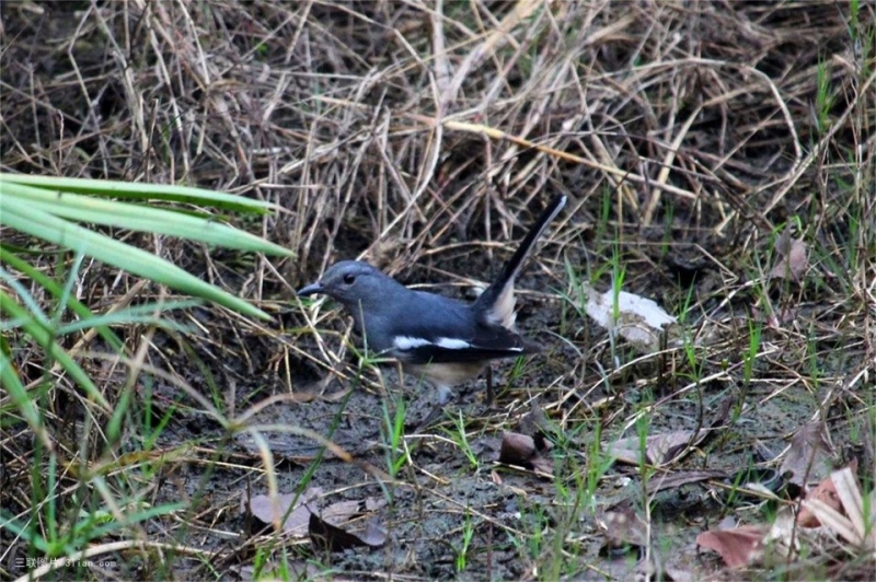 点击大图看下一张：华南亚种黑白鹊鸲图片