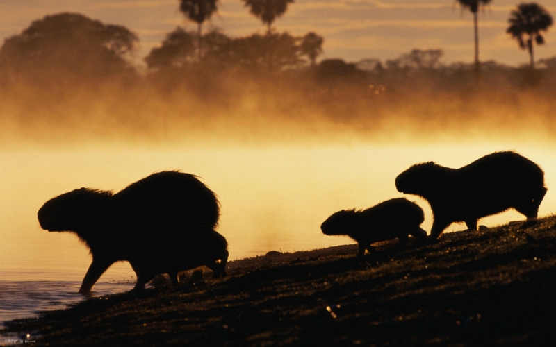 点击大图看下一张：水豚动物图片