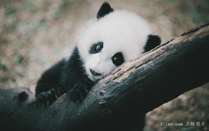 点击大图看下一张：小团子熊猫图片
