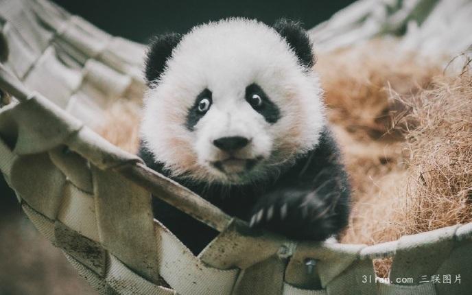 点击大图看下一张：小团子熊猫图片