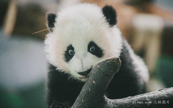 点击大图看下一张：小团子熊猫图片