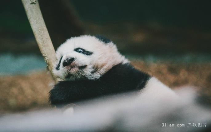 点击大图看下一张：小团子熊猫图片