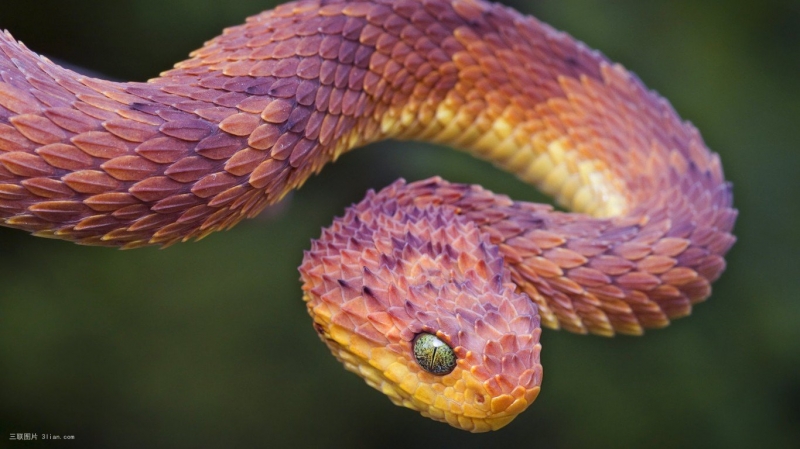 点击大图看下一张：凶猛的动物蛇图片