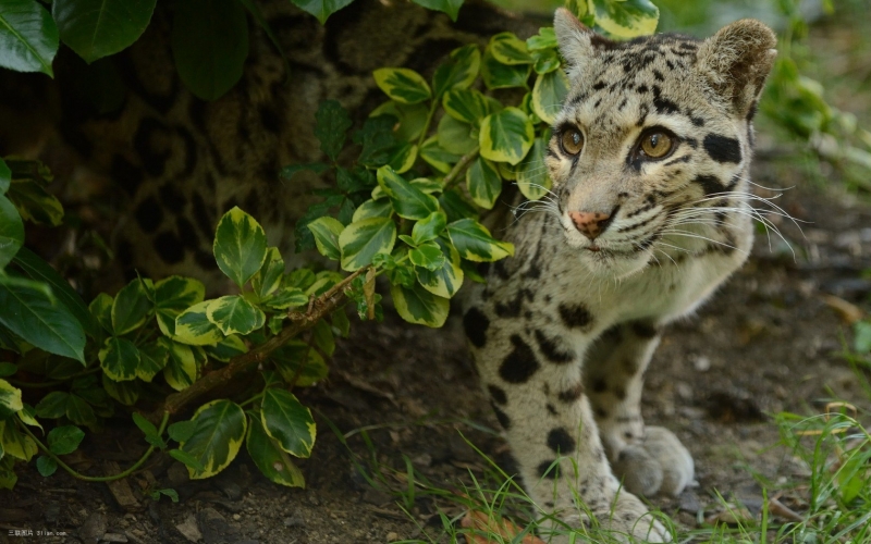 点击大图看下一张：云豹自然写真图片