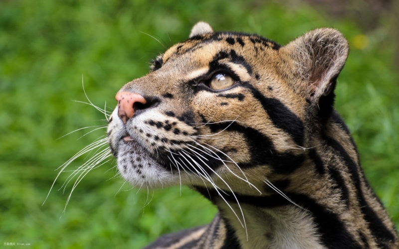 点击大图看下一张：云豹自然写真图片