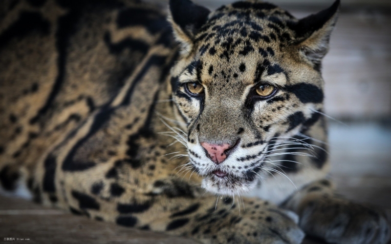 点击大图看下一张:云豹自然写真图片